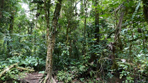 Primary forest at Tapir Valley nature reserve