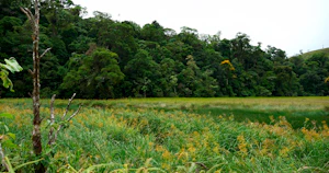 Midnight lagoon at Tapir Valley Nature Reserve