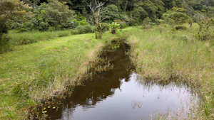 The lagoon at Tapir Valley