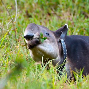 Baird's Tapir eating Jicaro Danto at Tapir Valley