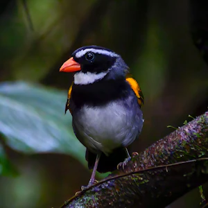 Orange-billed Sparrow