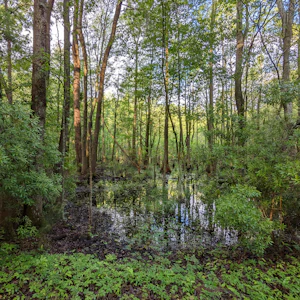 Santee National Wildlife Refuge - Bluff Unit