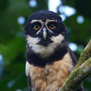 Spectacled Owls in the forest at Tapir Valley Nature Reserve